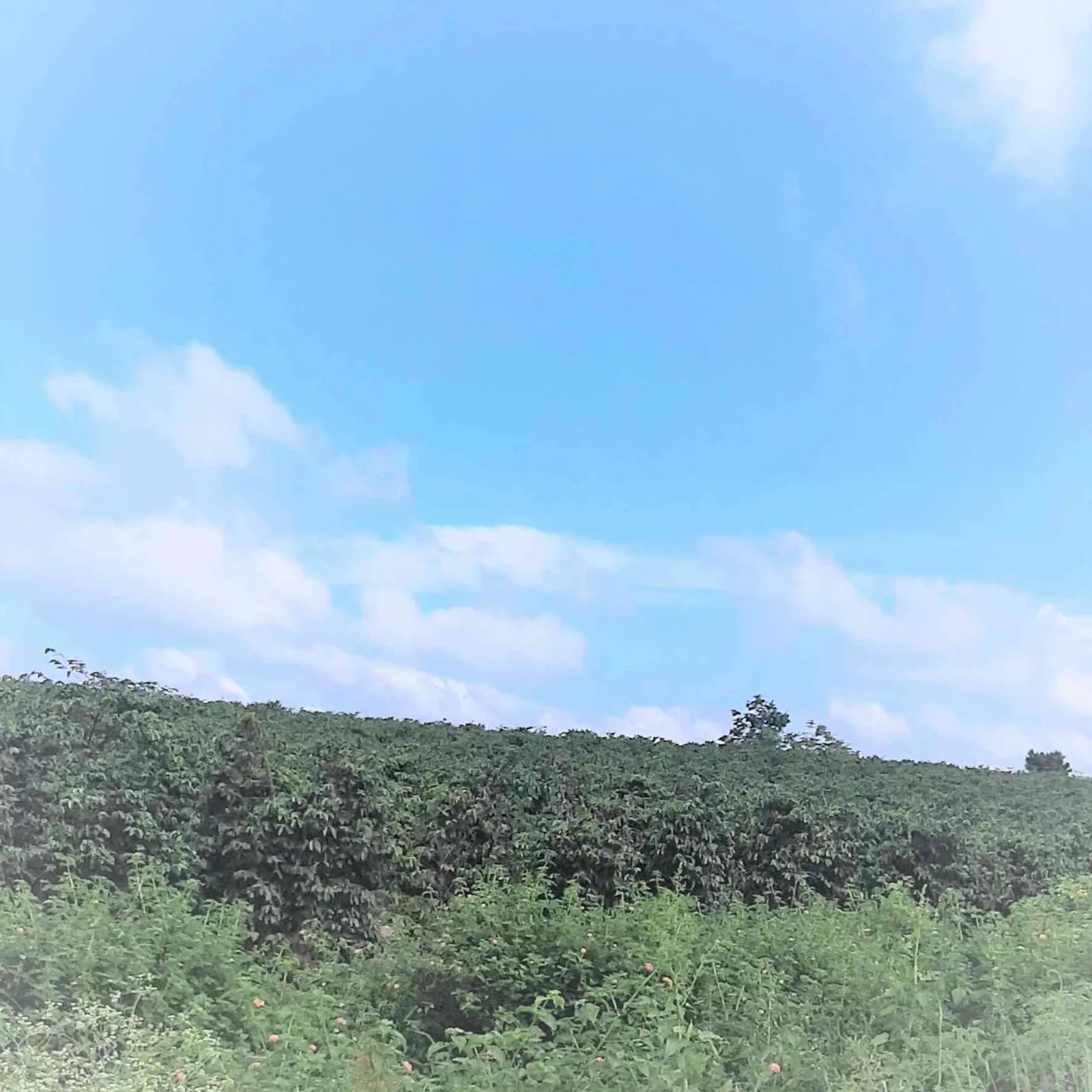300 acres of land in Makuyu, Muranga, photo 1 of 5