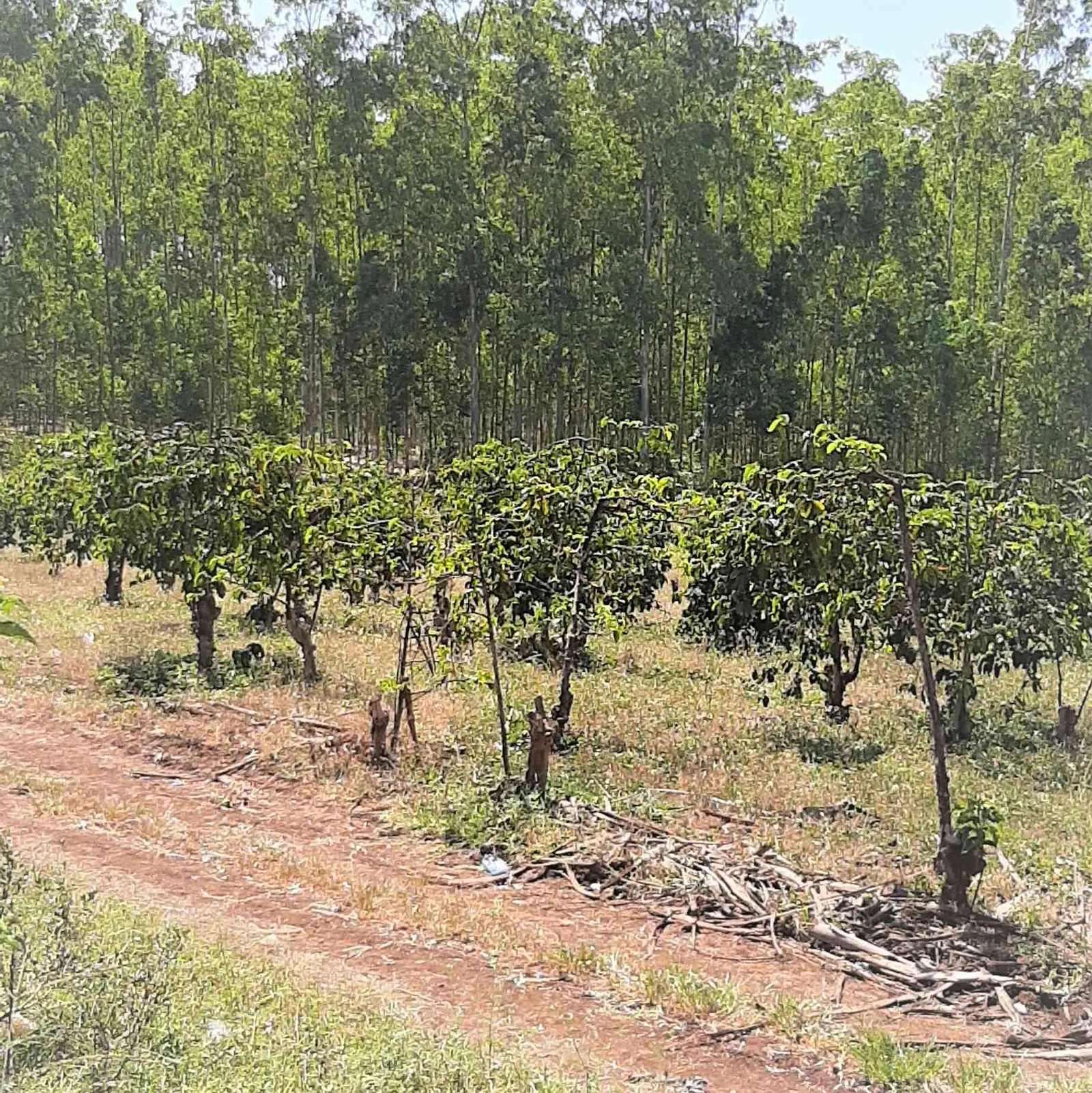 300 acres of land in Makuyu, Muranga, photo 2 of 5