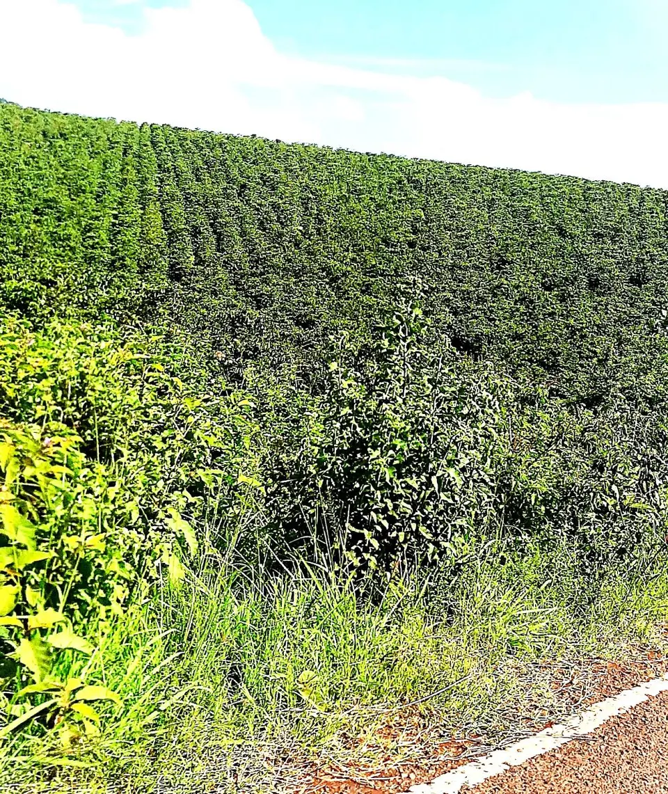 900 acres of land in Juja, Thika, photo 2 of 3