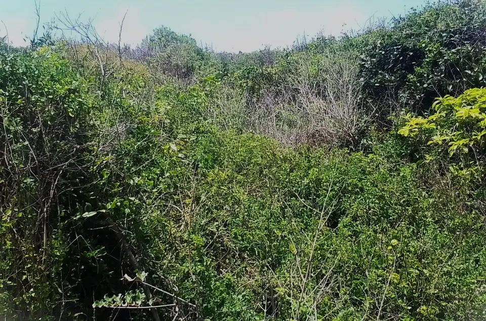 Plot in Kwale, photo 2 of 5