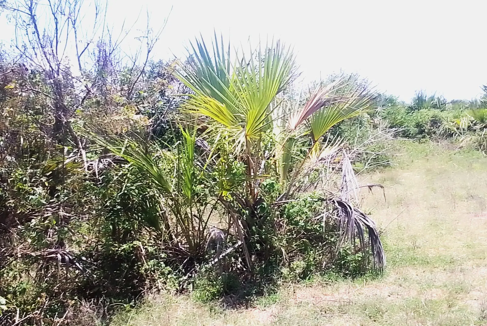 Plot in Kwale, photo 3 of 5