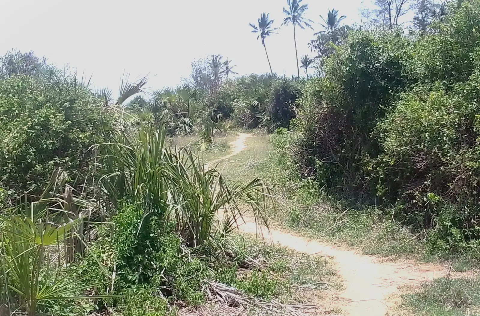 Plot in Kwale, photo 5 of 5