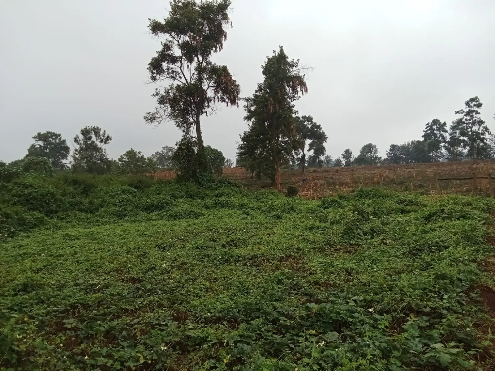 22.5 acres of land in Thika, Kiambu, photo 4 of 4