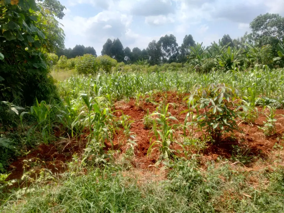 Plot in Thika, Kiambu, photo 1 of 4