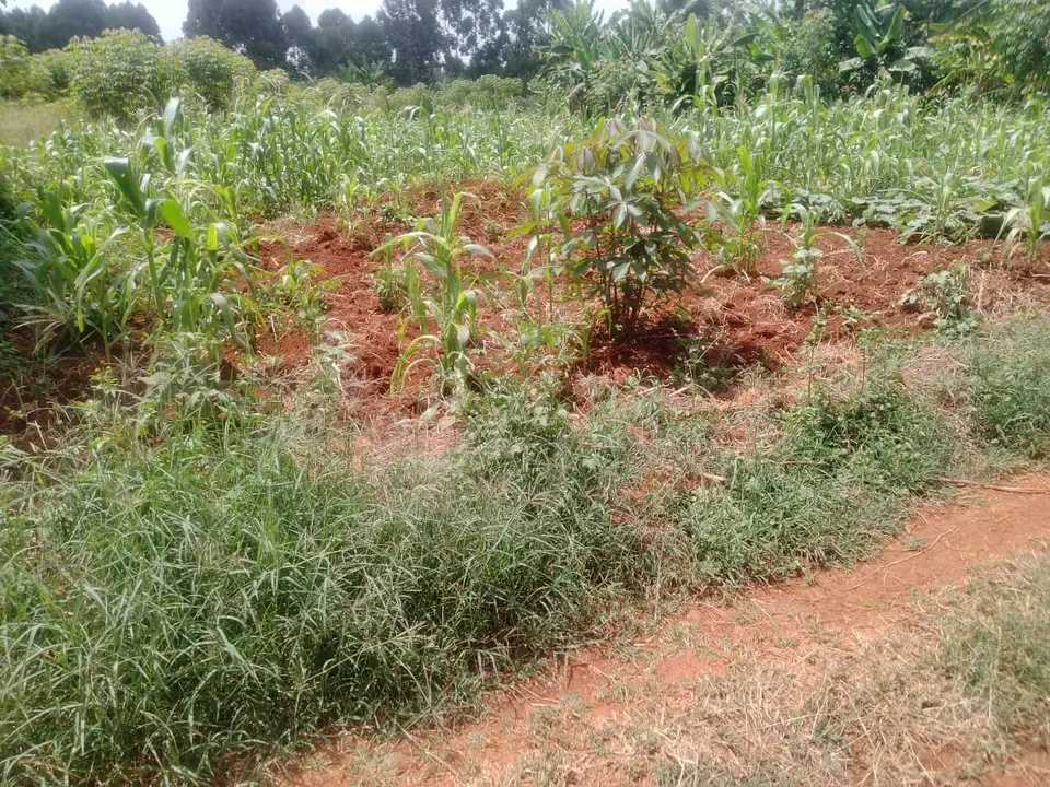 Plot in Thika, Kiambu, photo 2 of 4