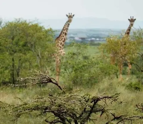 3500 acres of land in Nakuru, photo 2 of 5