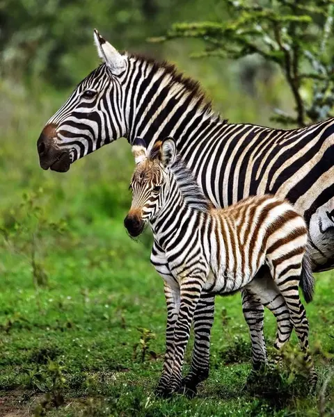 3500 acres of land in Nakuru, photo 4 of 5