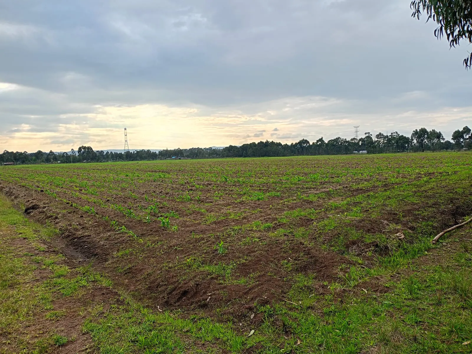 44 acres of land in Nyandarua, photo 3 of 5