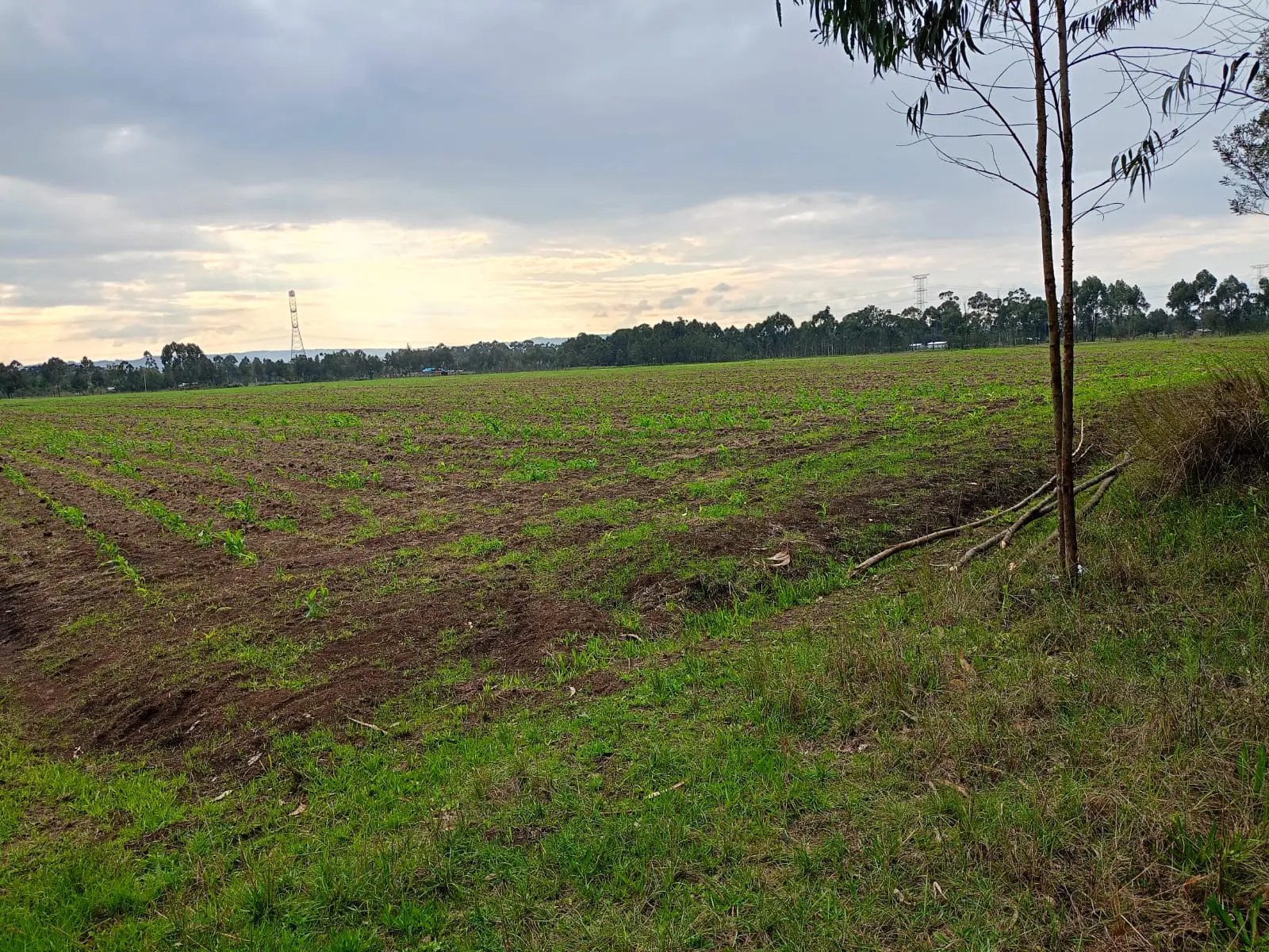 44 acres of land in Nyandarua, photo 4 of 5