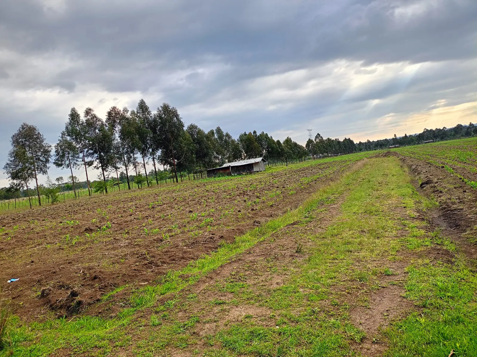 44 acres of land in Nyandarua, photo 5 of 5