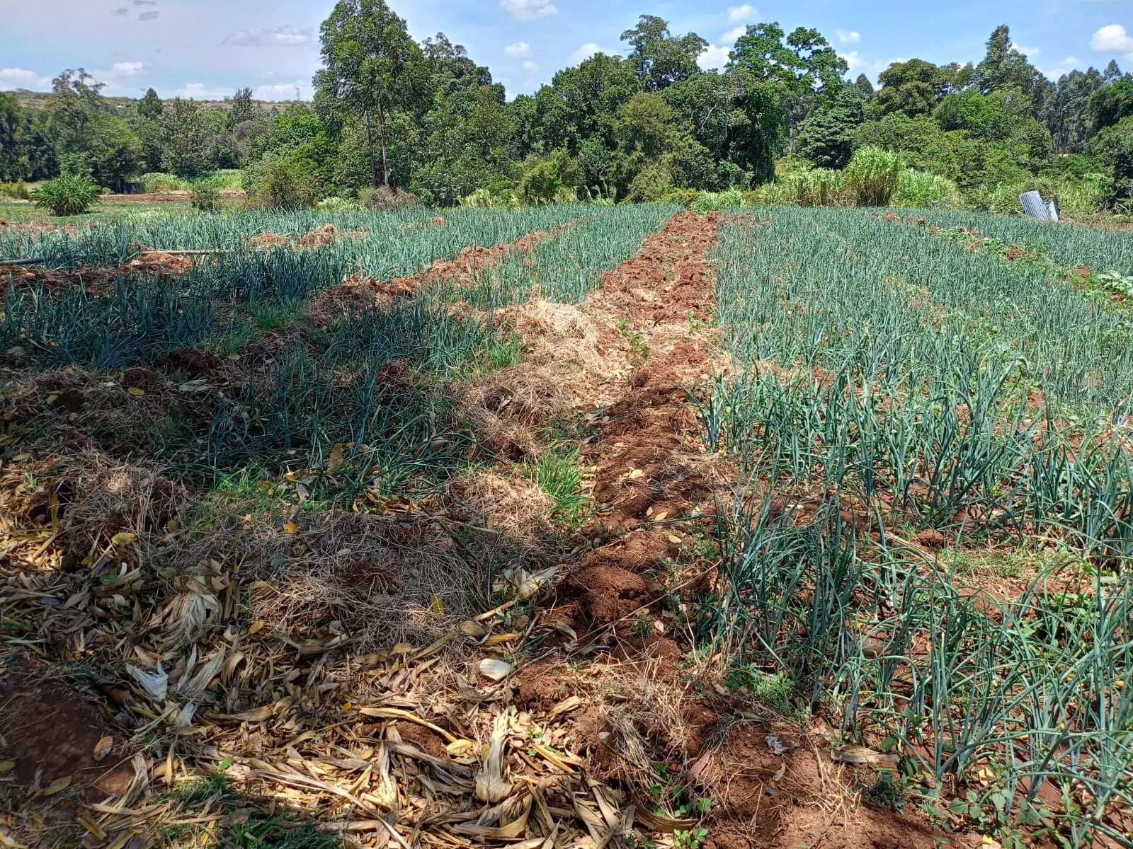 430 acres of land in Nyandarua, photo 5 of 5