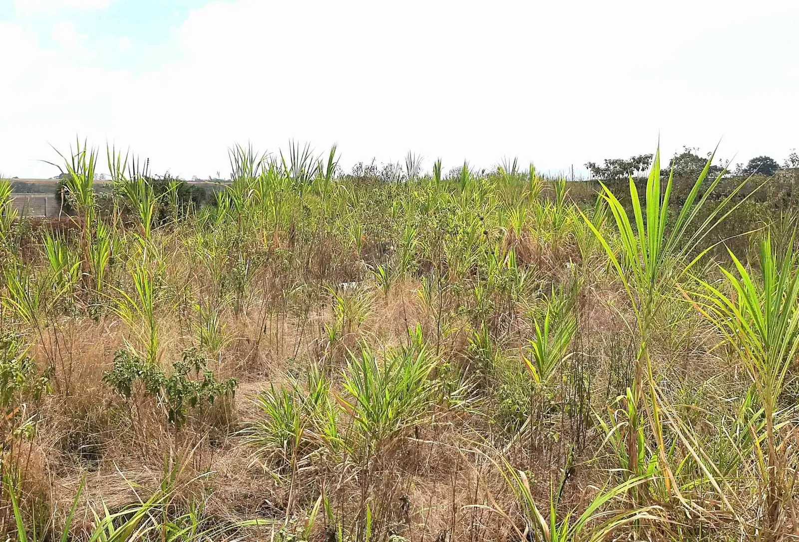 Plot in Makongeni, Thika, photo 3 of 5